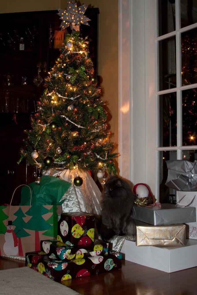 2010-12_ChristmasCats_119