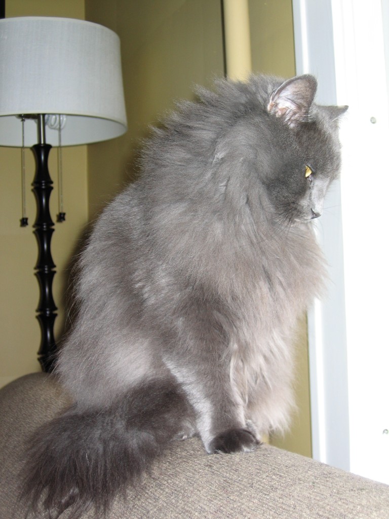 2010-12_EmmieWindow_001