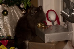 2010-12_ChristmasCats_002