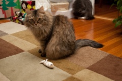 2010-12_ChristmasCats_072