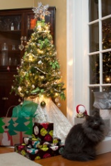 2010-12_ChristmasCats_104