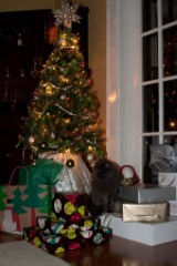 2010-12_ChristmasCats_119