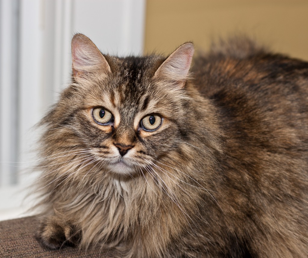 2011-06_ThreeCatsOneWindow_019