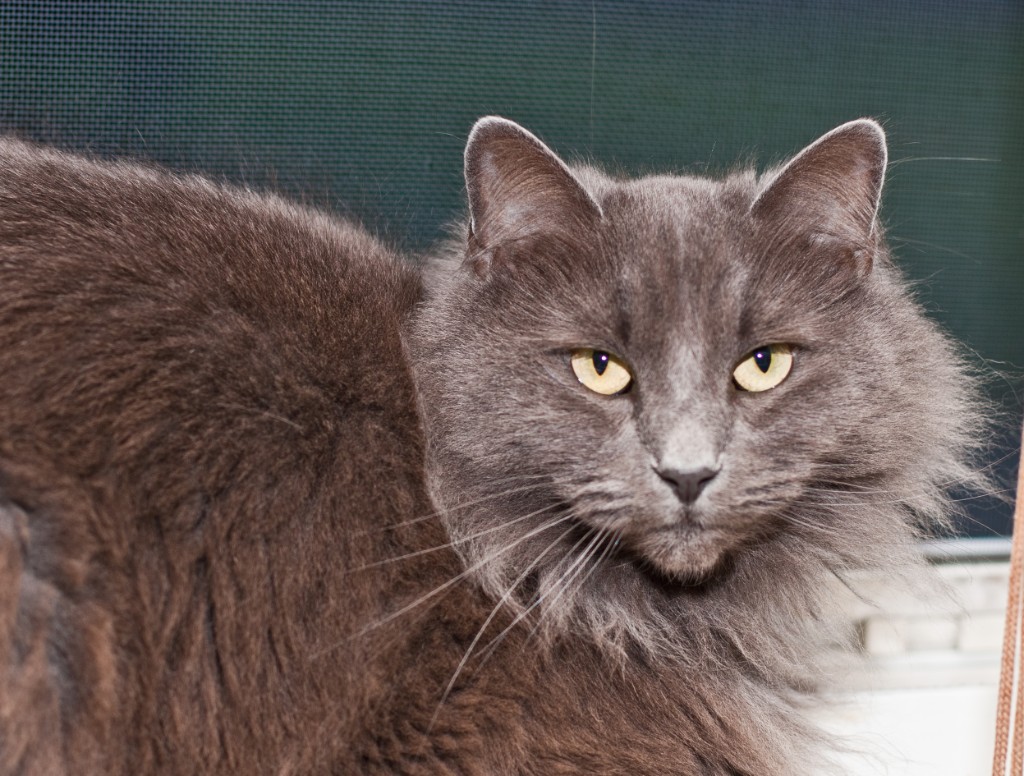 2011-06_ThreeCatsOneWindow_021