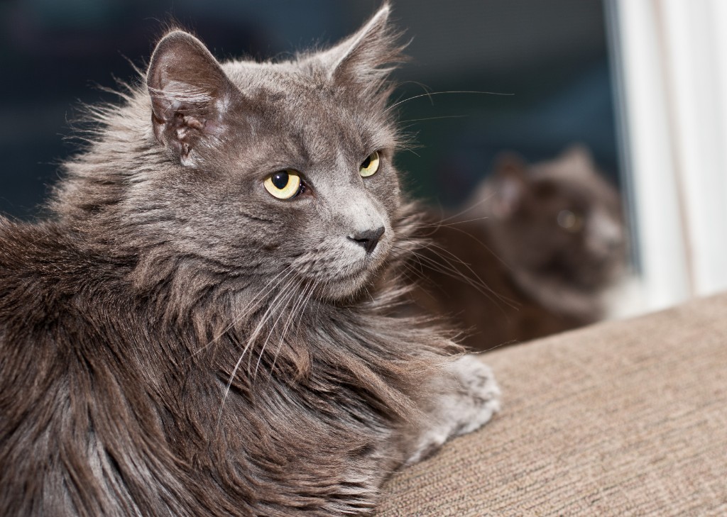 2011-06_ThreeCatsOneWindow_022