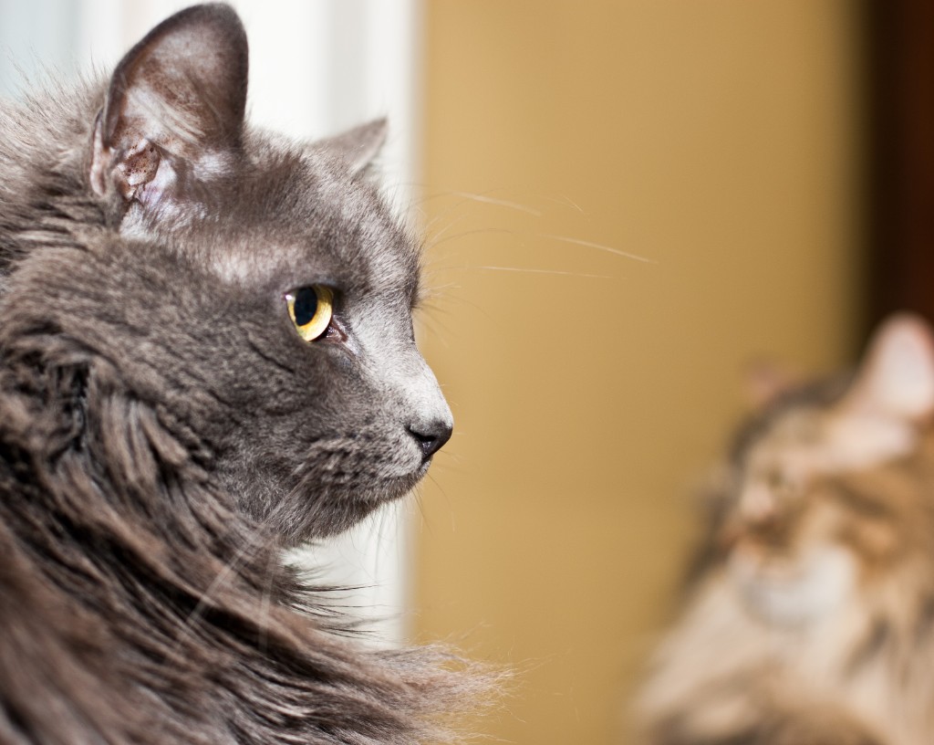 2011-06_ThreeCatsOneWindow_025