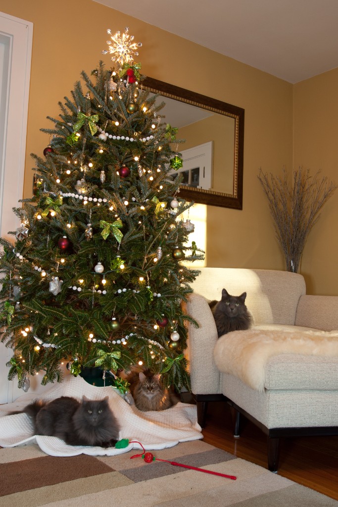 2011-12_XmasCats_172