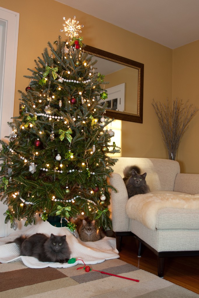 2011-12_XmasCats_175
