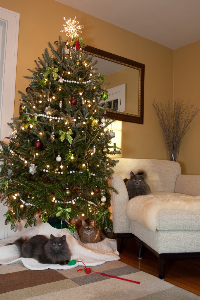 2011-12_XmasCats_182