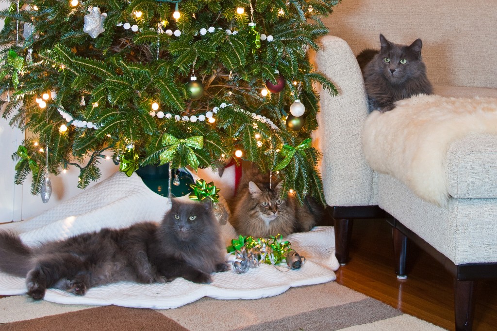 2011-12_XmasCats_226
