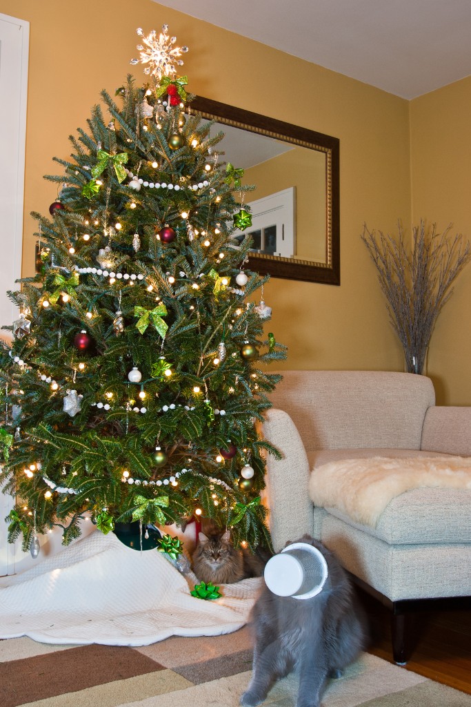 2011-12_XmasCats_251