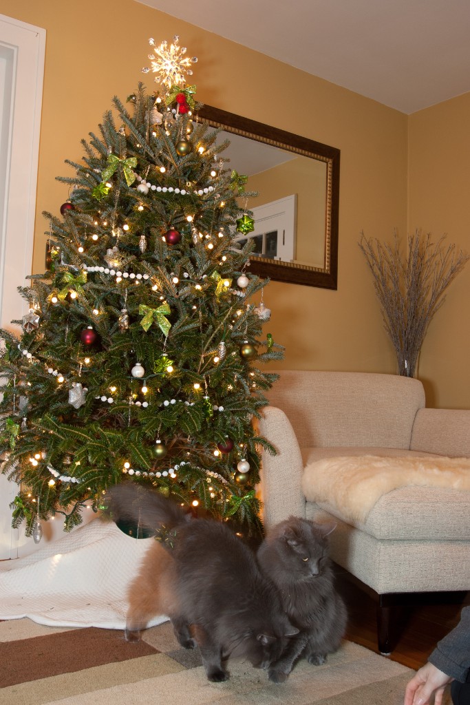 2011-12_XmasCats_254