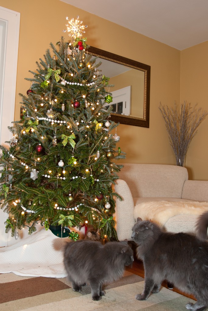 2011-12_XmasCats_257