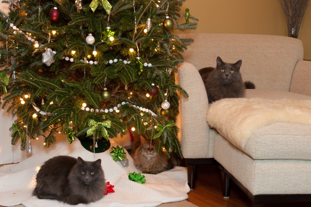 2011-12_XmasCats_287