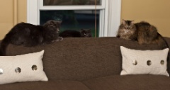 2011-06_ThreeCatsOneWindow_003