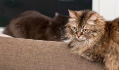 2011-06_ThreeCatsOneWindow_011
