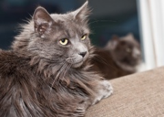 2011-06_ThreeCatsOneWindow_022