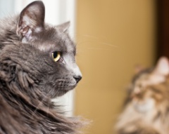 2011-06_ThreeCatsOneWindow_025