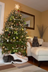 2011-12_XmasCats_126