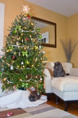2011-12_XmasCats_136