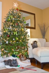 2011-12_XmasCats_173