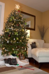 2011-12_XmasCats_182