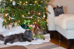 2011-12_XmasCats_226