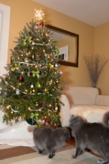 2011-12_XmasCats_257
