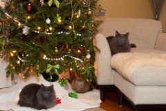 2011-12_XmasCats_286