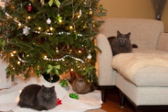 2011-12_XmasCats_287