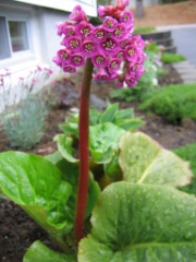 May Flowers