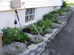 Garden 2005