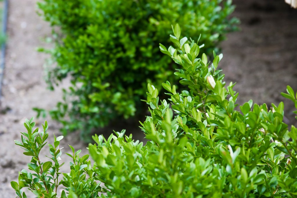2009-05_Garden2009_007