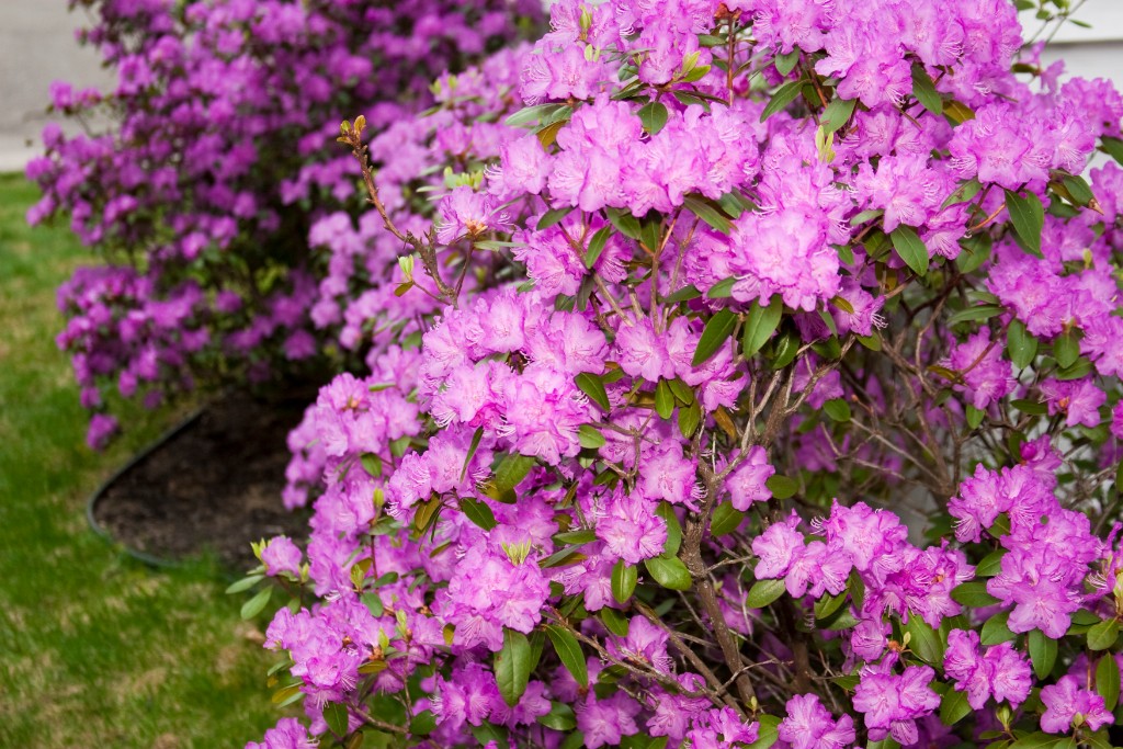 2009-05_Garden2009_008