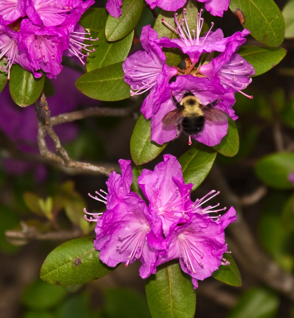 2009-05_Garden2009_011
