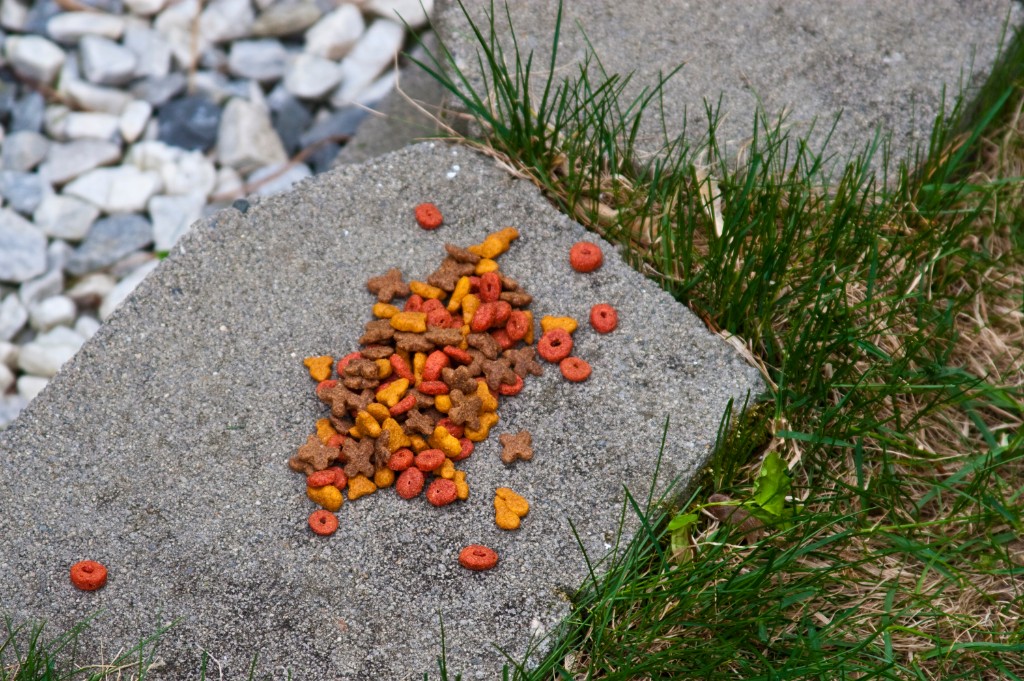 2009-05_Garden2009_033