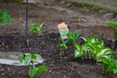 2009-05_Garden2009_001