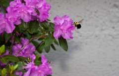 Garden 2009