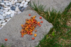 2009-05_Garden2009_033