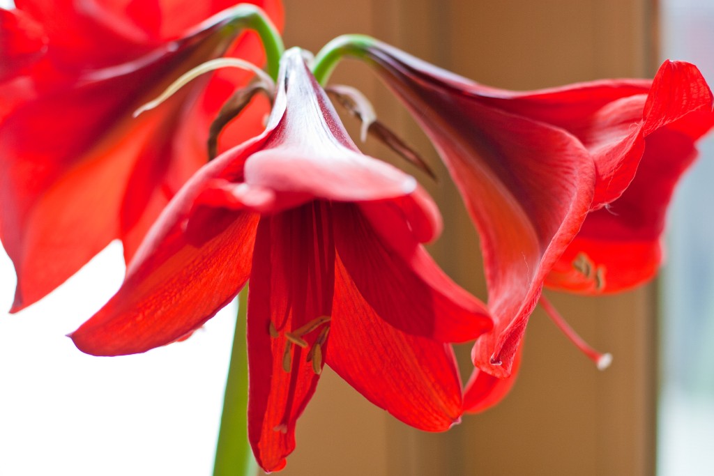 2010-04_Amaryllis_003