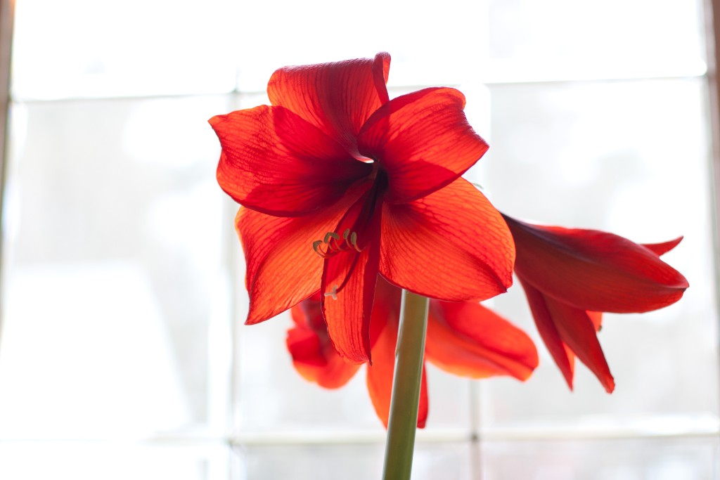 2010-04_Amaryllis_025
