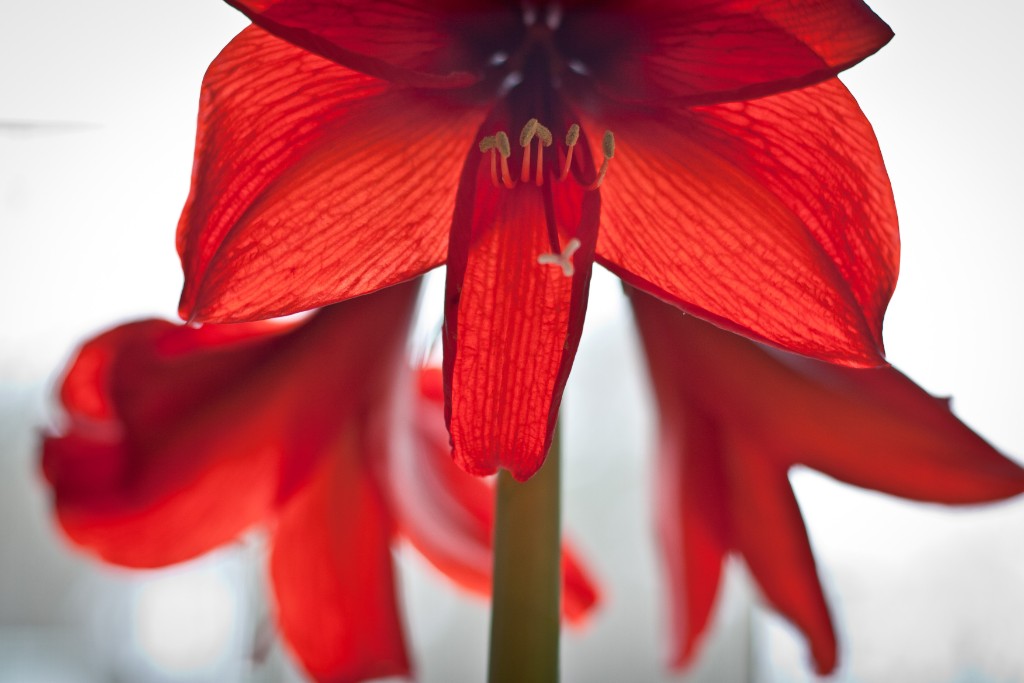 2010-04_Amaryllis_032