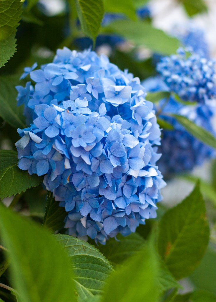 2010-07_BlueHydrangeas_004