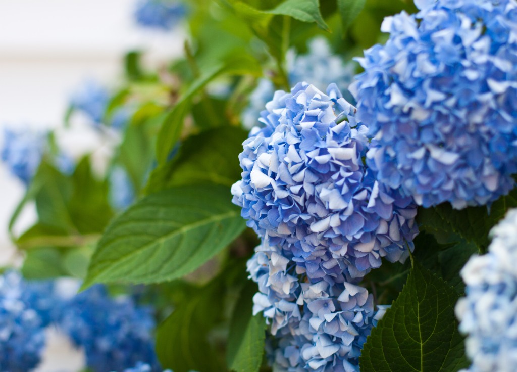 2010-07_BlueHydrangeas_006