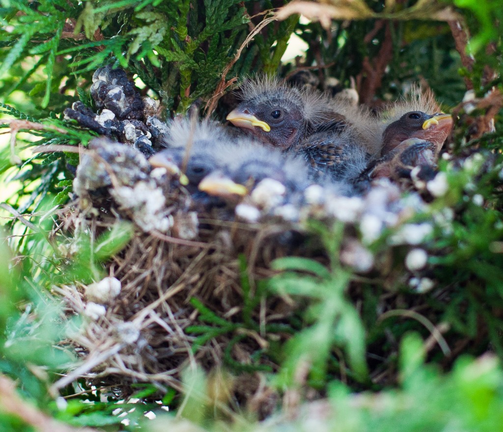 2010-07_Chicks_017