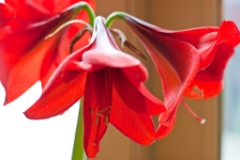 2010-04_Amaryllis_003