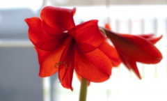 2010-04_Amaryllis_013