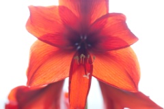 2010-04_Amaryllis_026