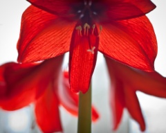 2010-04_Amaryllis_032-2