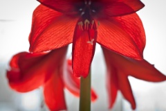2010-04_Amaryllis_032
